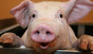 Свинина на українських ринках подешевшає