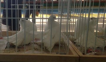 Традиційна виставка-продаж декоративних голубів  пройшла на Снятинщині (фото)