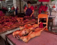 В Росії на ринку продають собаче м’ясо