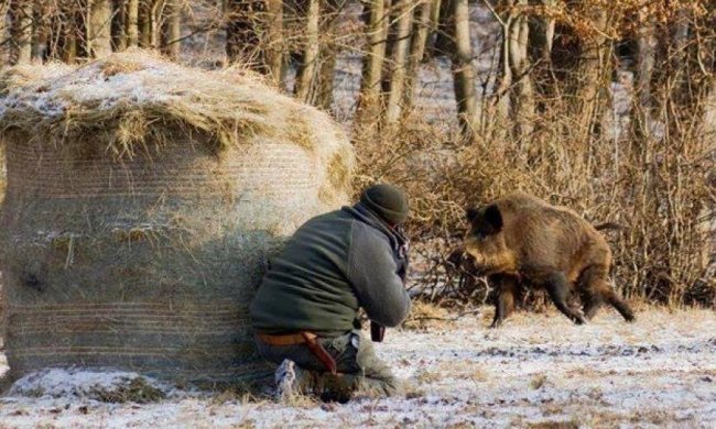 На Рівненщині виявили свинячу чуму
