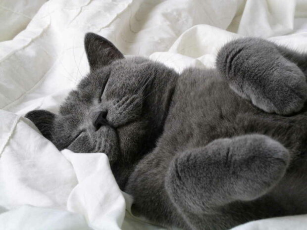 Найкращі меми на 30 грудня: котик, що спить і безпросвітний смуток