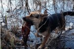 Хвостатий борець за екологію взявся чистити річки, гори сміття: вчіться, двоногі