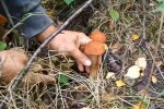Грибы, фото: скриншот из видео