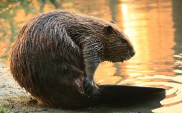 Аналогичной участи уроду: студент-эколог поразил жестокостью