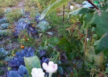 Цвіт яблуні, фото facebook