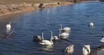 Вилив нафти у Дністер: фото скрін Ютуб