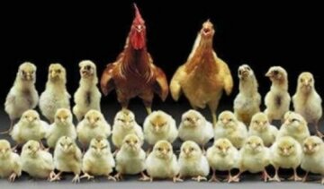 Більше 40 тонн контрабандної курятини намагалися провезти до Криму
