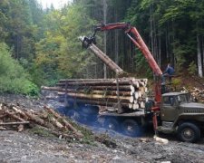 Гослесагентство создаст электронный учет деревьев для борьбы с вырубкой