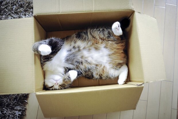 Кошка в коробке, фото Facebook