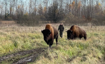 зубры в Житомирской области