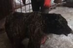 Зооволонтери звинувачують притулок у приховуванні загибелі ведмедя, скріншот