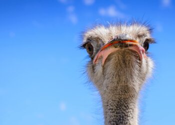 Страус, фото из открытых источников