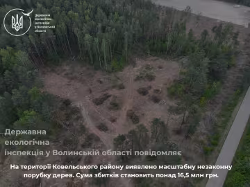 незаконная вырубка деревьев
