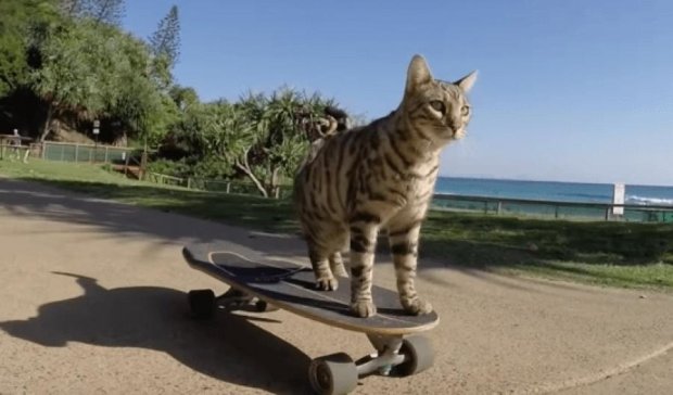 Кот Бумер овладел скейтбордом и стал звездой YouTube
