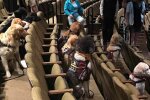 Собачки на театральному фестивалі, фото: Stratford Festival