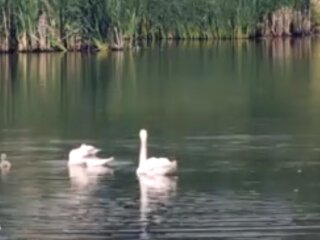 Скрин, видео YouTube
