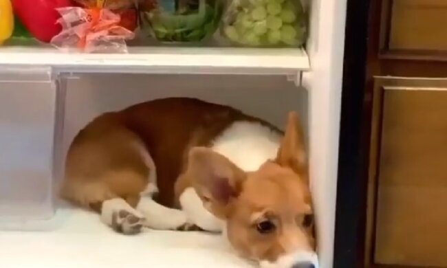 Пес в холодильнике. Фото: Instagram