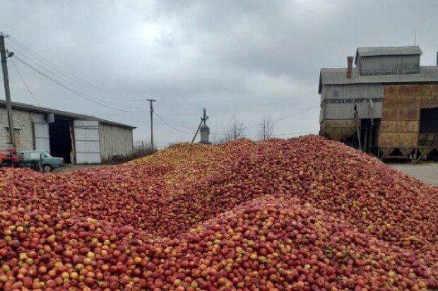 Урожай яблук, фото: nova.te