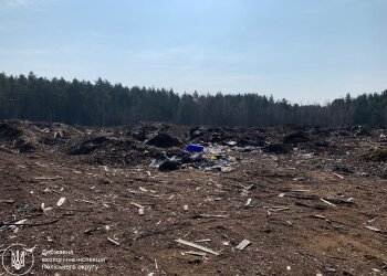 незаконная вырубка деревьев