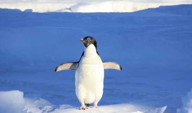 Вчений показав, як гріються пінгвіни (відео)