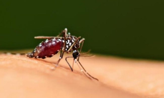 Вчені дізналися, кого частіше кусають комарі