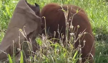 Модний аксесуар зробив орангутанга справжньою зіркою (відео)