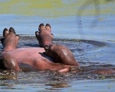 Фото бегемота, який відпочиває, підірвали мережу