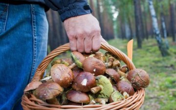 Ядовитый обед: в Украине начались массовые отравления грибами