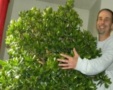 Денежное дерево: как разбогатеть за считанные дни