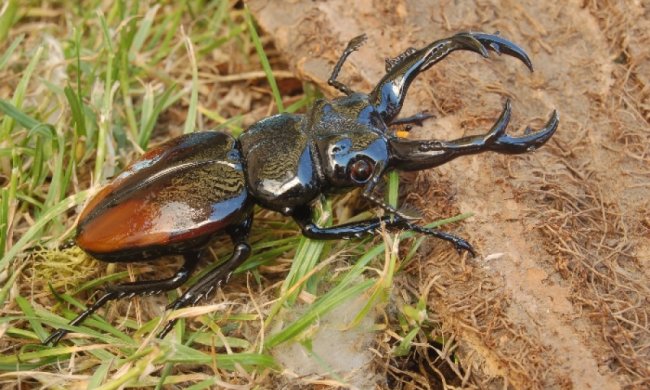 Названы самые выносливые животные в истории Земли