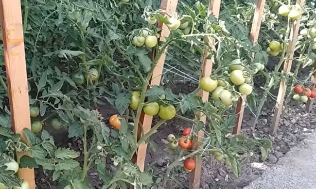 Вирощування помідорів, кадр з відео