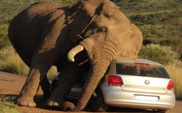 Найбільший слон тайського парку зник після зустрічі з туристами
