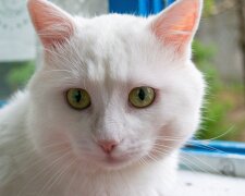 Білий кіт