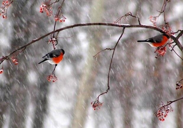 Погода на 28 декабря: зима устроит предновогодние качели