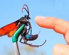 Небезпечні комахи атакують українців: як захиститися