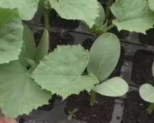 Розсада огірків. Фото: Youtube