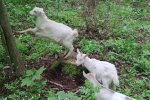 Кози, фото: скріншот з відео
