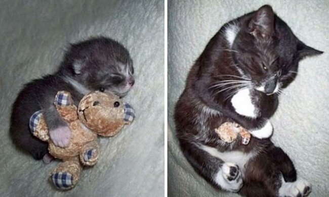 Коты и собаки неразлучны со своими любимыми игрушками 