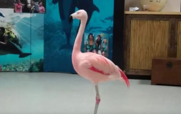 Фламинго поплатился жизнью за страсть к танцам (ВИДЕО)