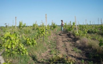 Винороба Лакарена звинувачують у рейдерстві 
