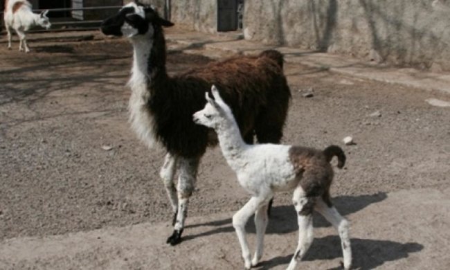 В Одеському зоопарку чергове поповнення (фото)