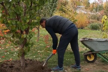 Окапывание деревьев. Фото: скрин