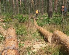 Загадочное убийство под Киевом: появились первые подробности