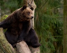 Дикий зверь неожиданно вынырнул из чащи и погнался за велосипедистом. Так быстро он еще не ездил