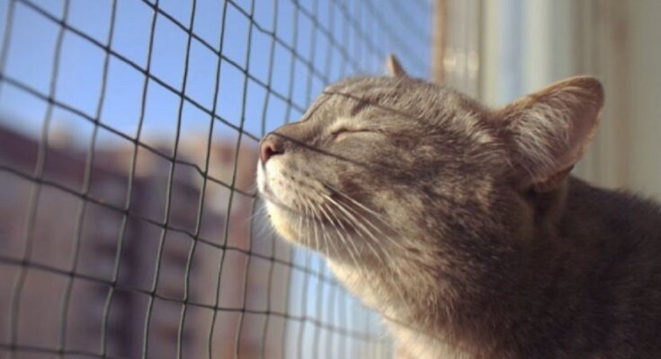 Кот весну слышит, иллюстративное фото из свободных источников