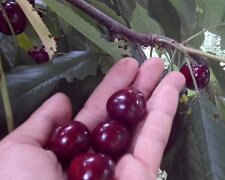Черешня, скриншот с видео