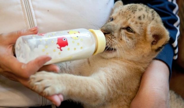 Работница черниговского зоопарка усыновила львенка