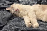 Котик у ліжку, фото: Знай.ua