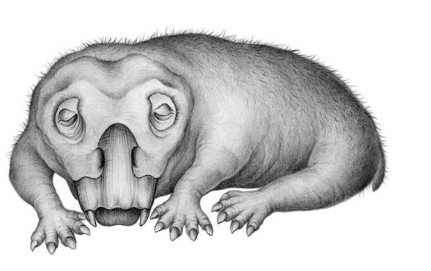 Lystrosaurus в представлении художника, фото: Wikimedia Commons