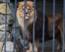Невыносимый рев: под Киевом нелюди перепутали льва с собакой
